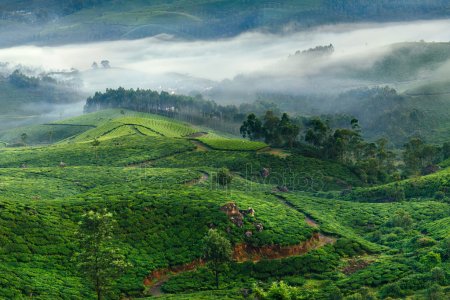 anai mudi the highest peak of western ghats