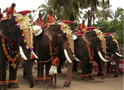 kerala elephants share special bonds with culture