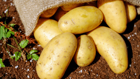 bonnotte potatoes
