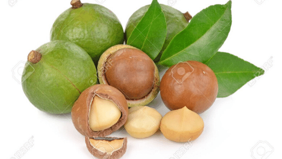 macadamia nuts