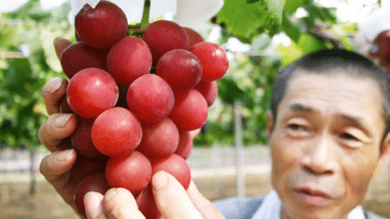 ruby roman grapes