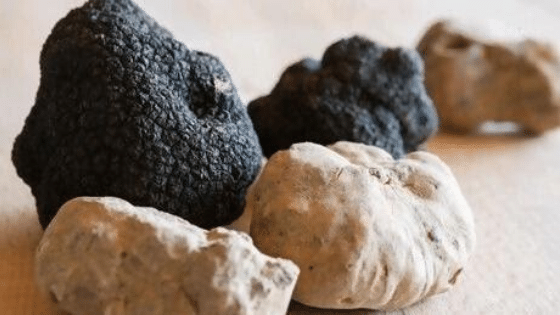 black and white truffles, worlds most expensive foods