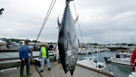 blue fin tuna the most expensive foods in the world