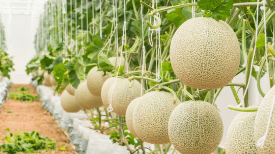 crown melons