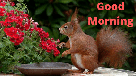 cute good morning pics