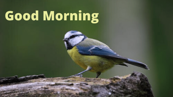 latest good morning bird photo