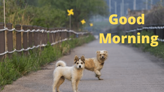gm photos wishes