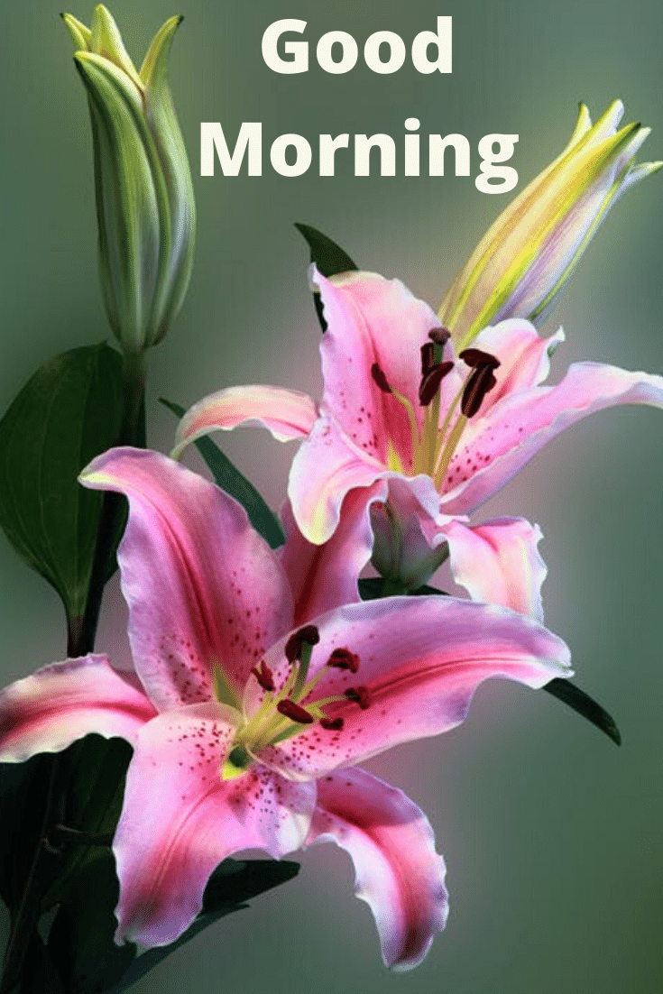 good morning photos in flower