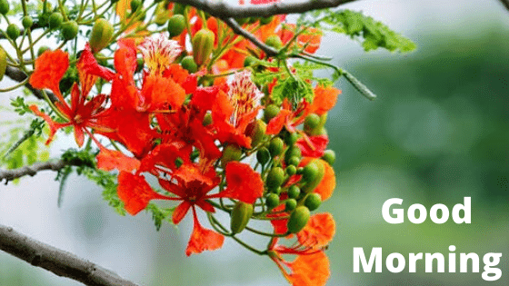 good morning ki photo