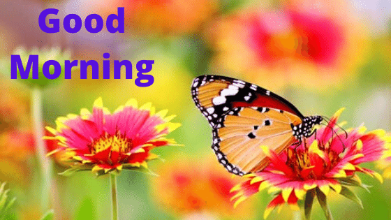 good morning flowers