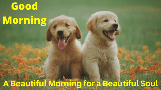 cute good morning wishes