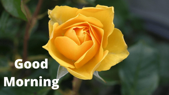 good morning rose images