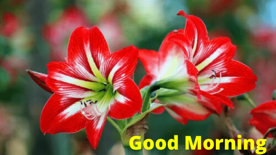 good morning photos in flowers