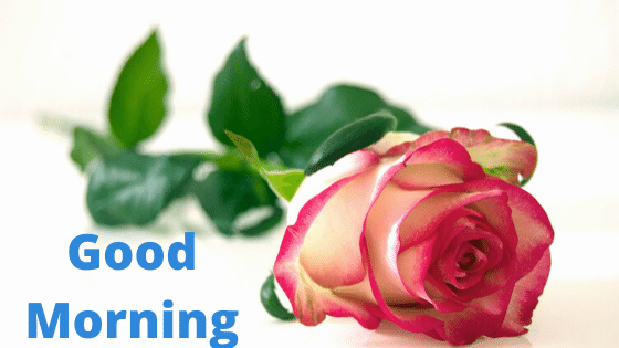 good morning rose flower images
