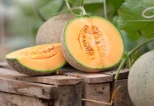 cantaloupe glycemic index glycemic load and nutritional facts