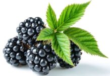 glycemic index of blackberries