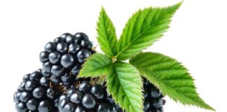 glycemic index of blackberries