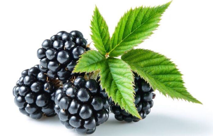 glycemic index of blackberries