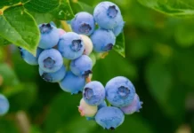 blueberries glycemic index