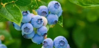 blueberries glycemic index