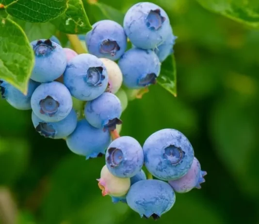 blueberries glycemic index