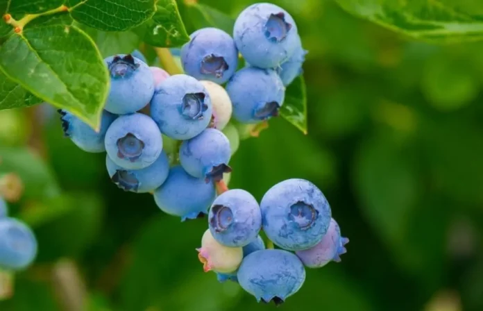 blueberries glycemic index