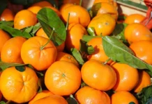 Glycemic Index of Clementines